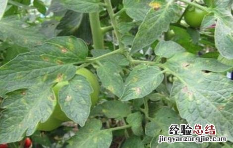 西紅柿老叶什么时候打 西紅柿长多大开始打叶