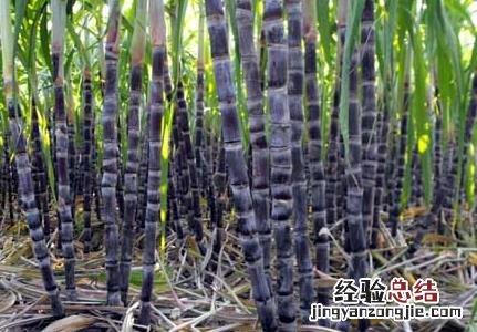 甘蔗正確的施肥方法 甘蔗正確的施肥方法是