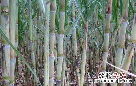 甘蔗正確的施肥方法 甘蔗正確的施肥方法是