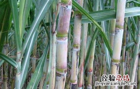 甘蔗正確的施肥方法 甘蔗正確的施肥方法是