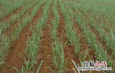 甘蔗正確的施肥方法 甘蔗正確的施肥方法是