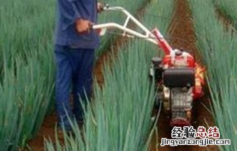 大葱培土方法和注意事项图片 大葱培土方法和注意事项