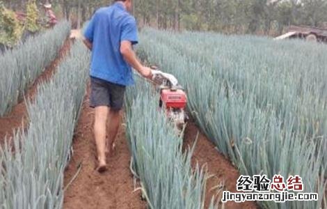 大葱培土方法和注意事项图片 大葱培土方法和注意事项