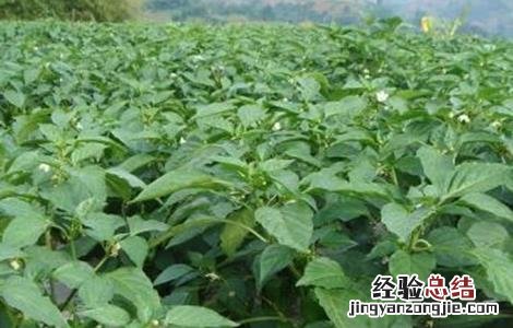 甜椒连续坐果的田间管理 甜椒连续坐果的田间管理方法