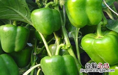 甜椒连续坐果的田间管理 甜椒连续坐果的田间管理方法