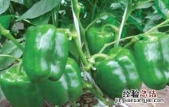 甜椒连续坐果的田间管理 甜椒连续坐果的田间管理方法
