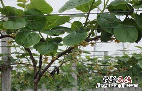 猕猴桃树嫁接技术方法图解 猕猴桃树嫁接技术