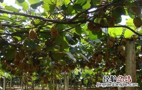 猕猴桃树嫁接技术方法图解 猕猴桃树嫁接技术