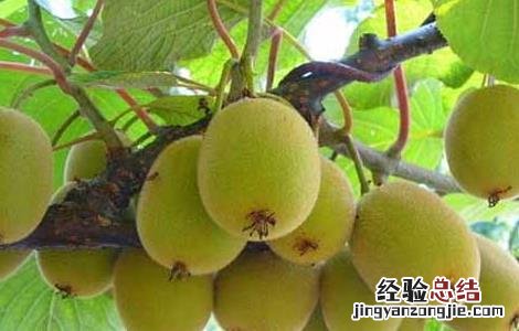 猕猴桃树嫁接技术方法图解 猕猴桃树嫁接技术