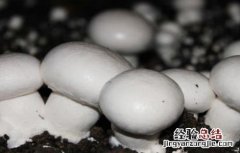 双孢菇出菇期的管理要点 双孢菇发菌期管理