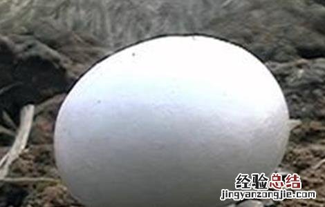 双孢菇出菇期的管理要点 双孢菇发菌期管理