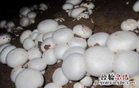 双孢菇出菇期的管理要点 双孢菇发菌期管理