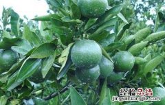 柑橘种植的受冻保树方法 柑桔树被冻要怎么处理