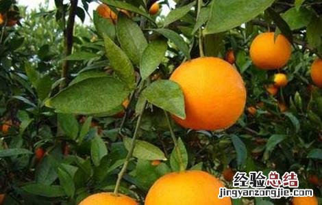 柑橘种植的受冻保树方法 柑桔树被冻要怎么处理