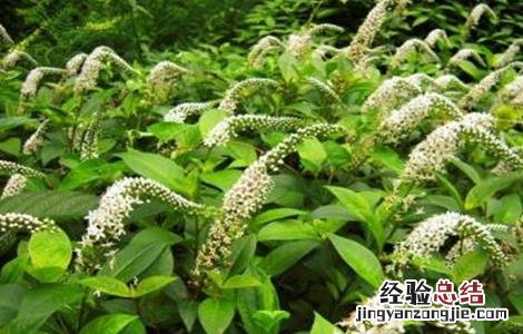 珍珠菜的种植方法 珍珠菜的种植方法和技术