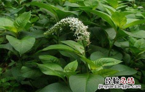 珍珠菜的种植方法 珍珠菜的种植方法和技术