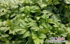 珍珠菜的种植方法 珍珠菜的种植方法和技术