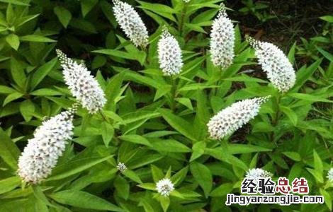 珍珠菜的种植方法 珍珠菜的种植方法和技术