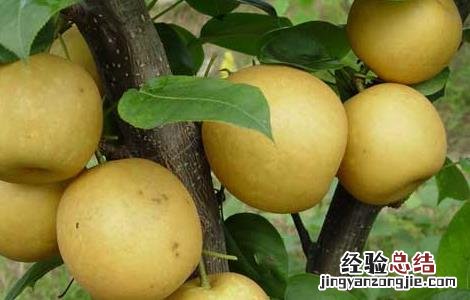 梨果实套袋技术要点 梨果套袋操作技术