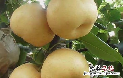 梨果实套袋技术要点 梨果套袋操作技术