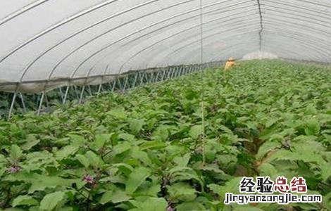 冬季大棚茄子定植后管理技术 早春大棚茄子定植前期如何管理