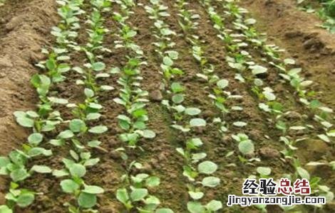 冬季大棚茄子定植后管理技术 早春大棚茄子定植前期如何管理