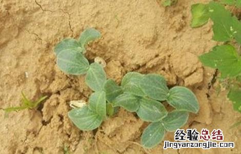 西葫芦冬季如何育苗 西葫芦怎样育苗