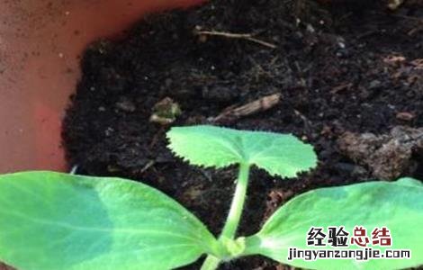 西葫芦冬季如何育苗 西葫芦怎样育苗