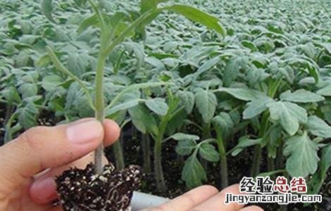 番茄移栽注意事项视频 番茄移栽注意事项