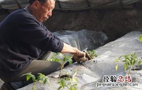 番茄移栽注意事项视频 番茄移栽注意事项