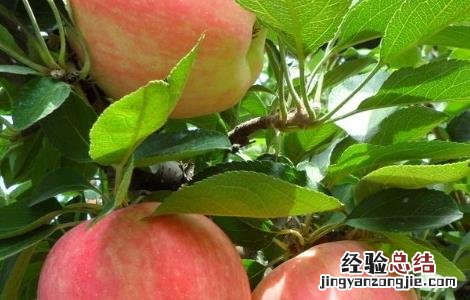 苹果树病害防治方法有哪些 苹果树病害防治方法