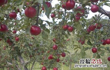 苹果树病害防治方法有哪些 苹果树病害防治方法