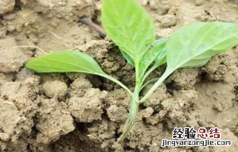 蔬菜死苗的预防措施 蔬菜死苗的预防措施有哪些