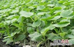 冬春茬黄瓜突然萎焉死亡原因及防治方法