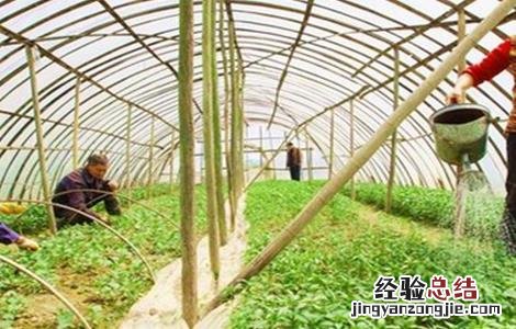 冬季大棚蔬菜施肥注意事项 冬季大棚蔬菜施肥注意事项图片