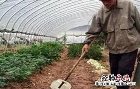 冬季大棚蔬菜施肥注意事项 冬季大棚蔬菜施肥注意事项图片