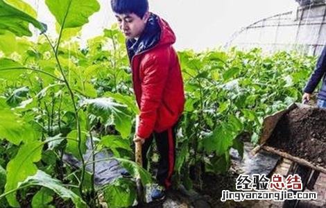 冬季大棚蔬菜施肥注意事项 冬季大棚蔬菜施肥注意事项图片