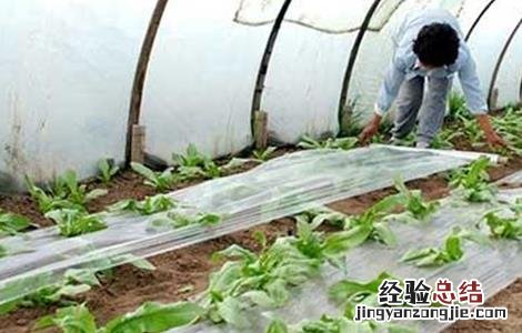 冬季大棚蔬菜施肥注意事项 冬季大棚蔬菜施肥注意事项图片