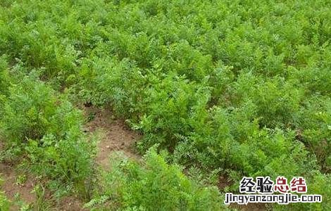 胡萝卜高产育苗方法