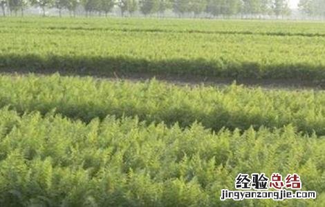 胡萝卜高产育苗方法