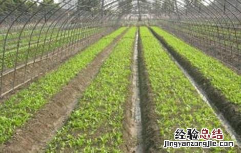 胡萝卜高产育苗方法