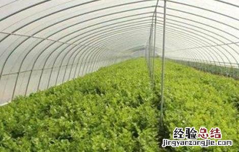 大棚蔬菜气体中毒发生原因及防治措施