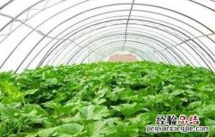 大棚蔬菜气体中毒发生原因及防治措施