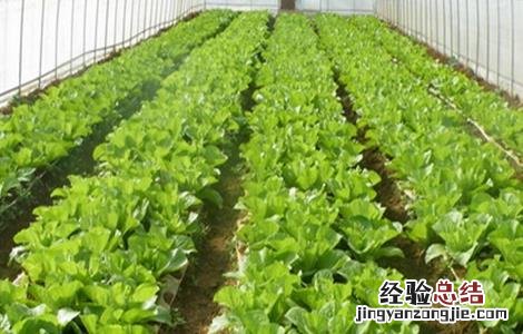 大棚蔬菜气体中毒发生原因及防治措施