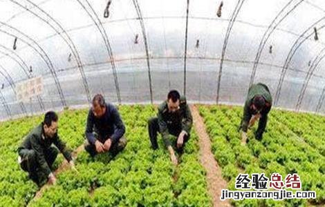 大棚蔬菜气体中毒发生原因及防治措施