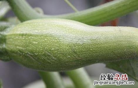 西葫芦畸形瓜图片 西葫芦畸形瓜防治方法