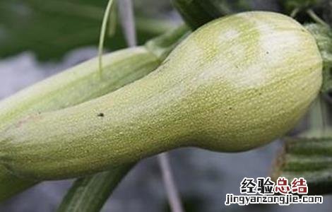 西葫芦畸形瓜图片 西葫芦畸形瓜防治方法