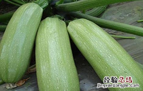 西葫芦畸形瓜图片 西葫芦畸形瓜防治方法