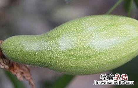 西葫芦畸形瓜图片 西葫芦畸形瓜防治方法