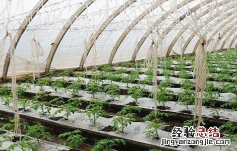 蔬菜低温防冻技术 蔬菜低温防冻技术有哪些